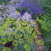 Herbs Used in Cooking  Dill through Lavender